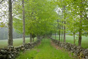 Tree lined lane between stone walls, Rye, NH