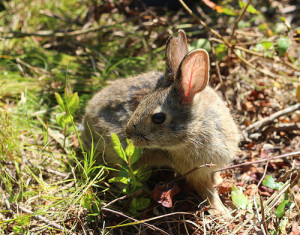 New England cottontail