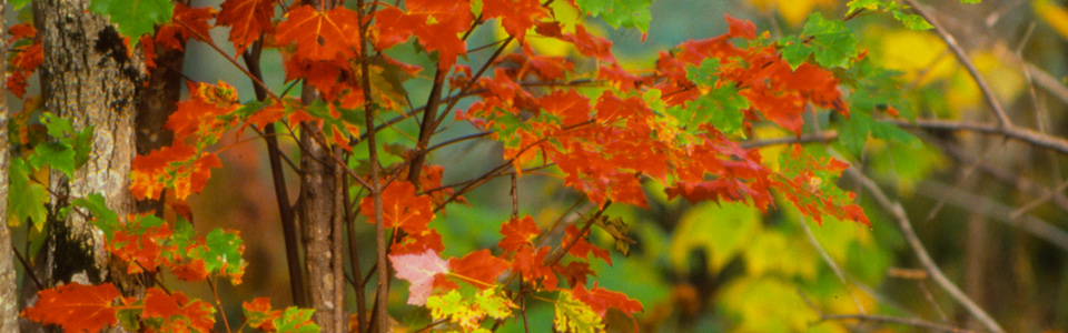 Truslow Resource Consulting